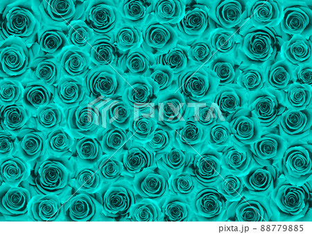 バラ ターコイズブルー プリザーブドフラワー ローズの写真素材 - PIXTA