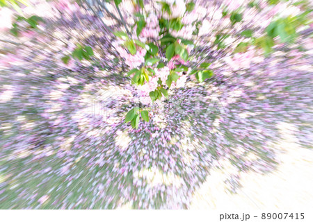 地面に広がった八重桜の花びらのイメージ