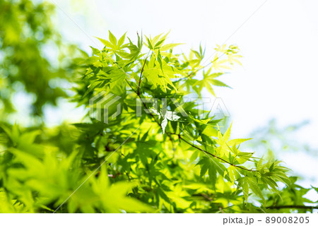 明るい日差しの中の新緑のもみじのイメージ