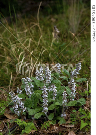 花 十二単 山野草の写真素材