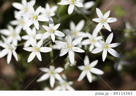 ベツレヘムの星 花の写真素材