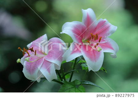 フランスの国花の写真素材