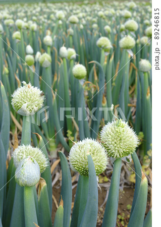 ねぎの花の写真素材