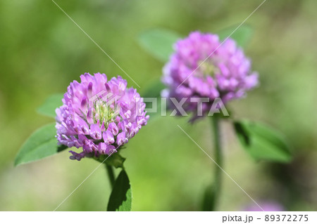 花 ピンク アップ シロツメクサの写真素材