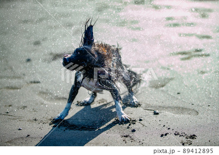 ぶるぶる 犬の写真素材 ぶるぶる 犬の写真素材