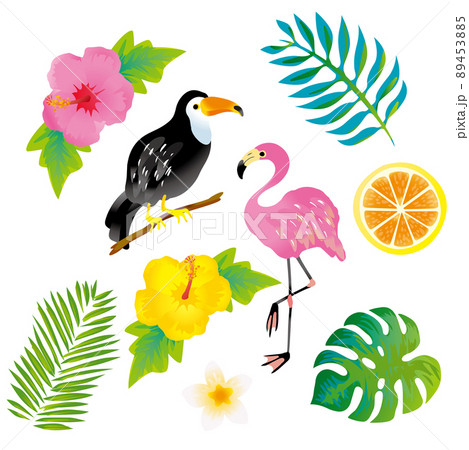 南国のイラスト素材