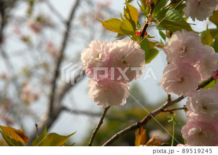 花 白い花 ピンクの花 スモモの写真素材