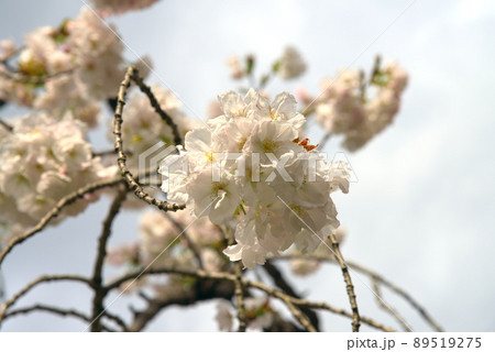 花 白い花 ピンクの花 スモモの写真素材