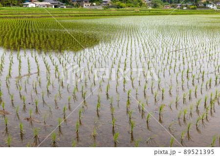 田植えを終えた水田のイメージ