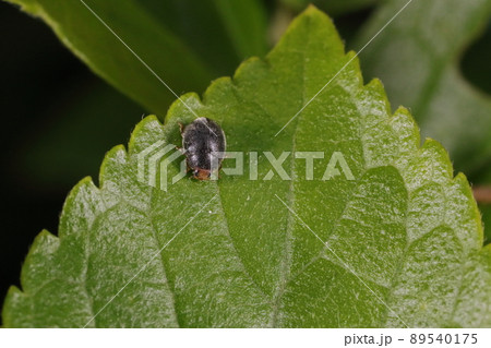 丸い虫の写真素材 丸い虫の写真素材