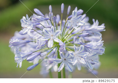 栽培 ユリ 温室 花の写真素材 栽培 ユリ 温室 花の写真素材