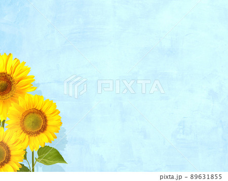背景 ひまわり 向日葵 おしゃれの写真素材