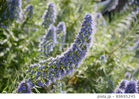 エキウム カンディカンス 花 エキウム ムラサキ科の写真素材
