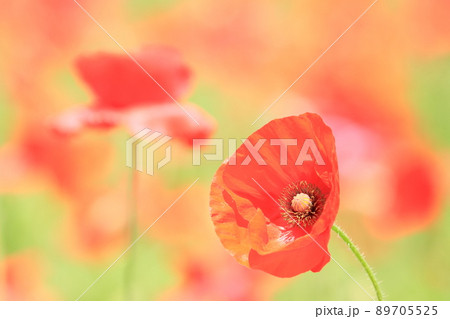 コクリコ 植物 花の写真素材