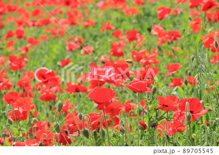 コクリコ 植物 花の写真素材