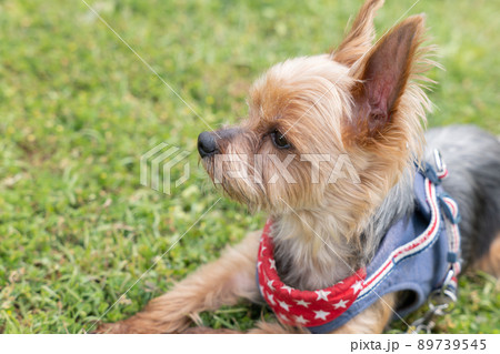 ヨークシャーテリア 子犬 犬 伏せの写真素材 - PIXTA