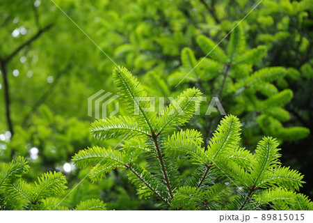もみの木の新芽の写真素材 - PIXTA