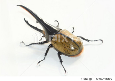 へらくれすおおかぶと The destructive power of the Hercules beetle's horns is