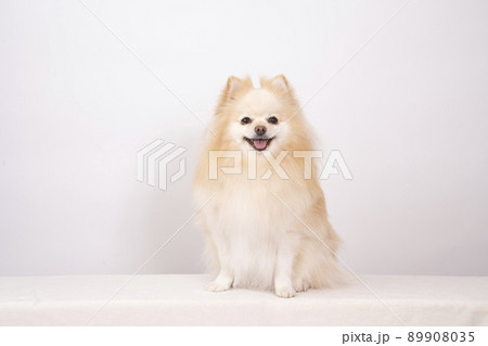 犬 動物 ポメラニアン お座りの写真素材 - PIXTA