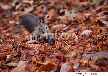 エゾリス かわいい 北海道 立つの写真素材