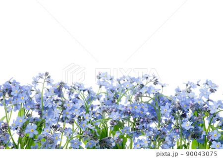 勿忘草 花屋の写真素材