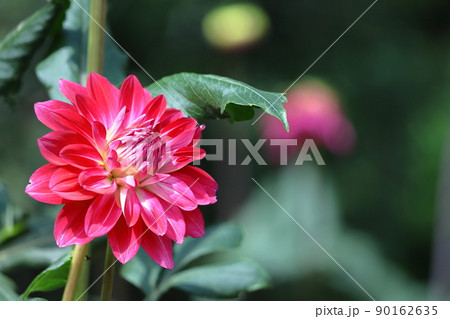 メキシコの国花の写真素材