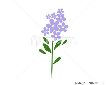 Lilacs Illustrations