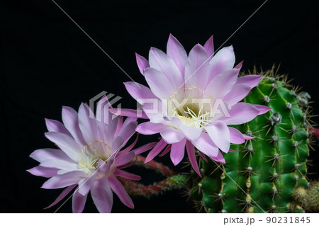 サボテン【ピンク花】 ピンク花のサボテン達 - まほろば : チャオの多肉ブログ