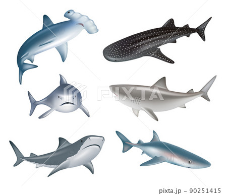 サメ 鮫 魚 怖いのイラスト素材