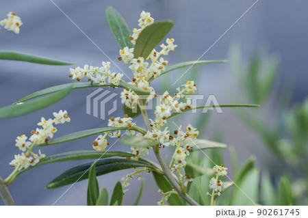 オリーブの花の写真素材