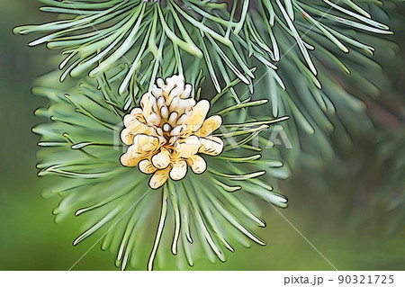 花 松 マツ 雄花のイラスト素材