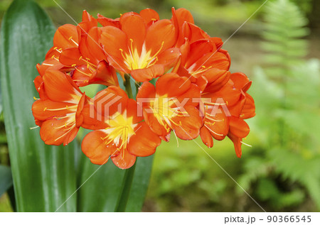 赤いランの花の写真素材 - PIXTA