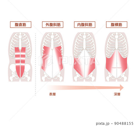 インナーマッスルのイラスト素材 - PIXTA