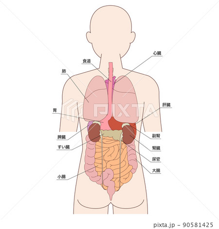 人体解剖図 人体解剖 背中 背面のイラスト素材