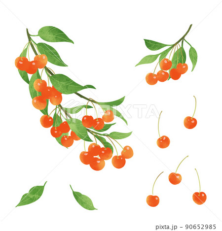 フルーツ サクランボ かわいい イラストのイラスト素材