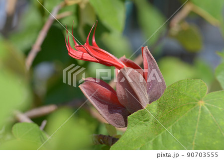 悪魔の花の写真素材