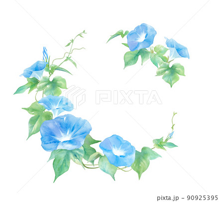 朝顔 花 蔓 あさがおのイラスト素材 - PIXTA