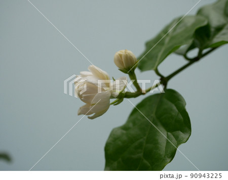 マツリカ 花 ハーブ ジャスミンの写真素材