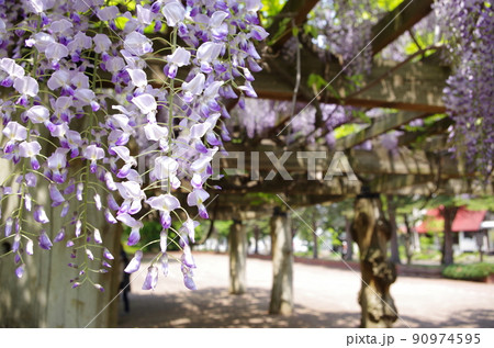 藤の木 植物の写真素材