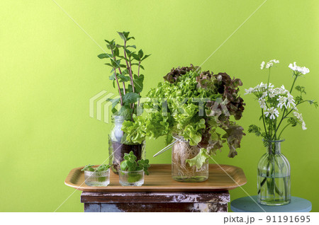 花 レタス サニーレタス 野菜の写真素材