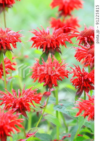 植物 花 ハーブ 赤い花の写真素材