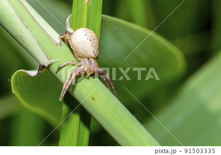クモ 蜘蛛 の写真素材集 ピクスタ