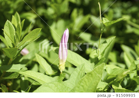 昼顔 花 蕾 植物の写真素材