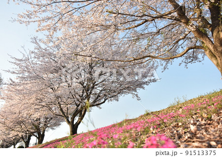 桜の幹 白い幹 美しい桜 ソメイヨシノの写真素材