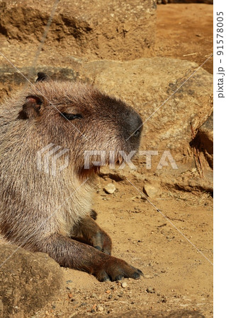 最強の鬼天竺鼠 カピバラ オニテンジクネズミ 最大 鬼天竺鼠の写真素材 - PIXTA