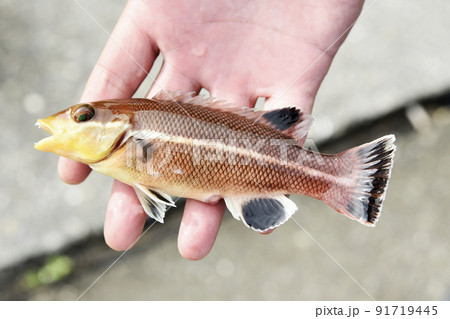 コブダイ 魚 幼魚 海水魚の写真素材