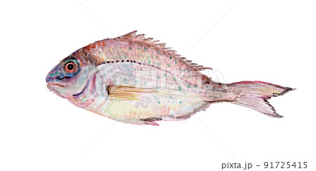 鯛 水彩 魚 タイのイラスト素材 - PIXTA