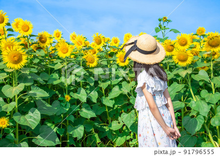 ひまわり畑 女の子 向日葵 子供の写真素材