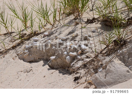 化石 ヒロベソカタマイマイ 小笠原諸島の写真素材 - PIXTA