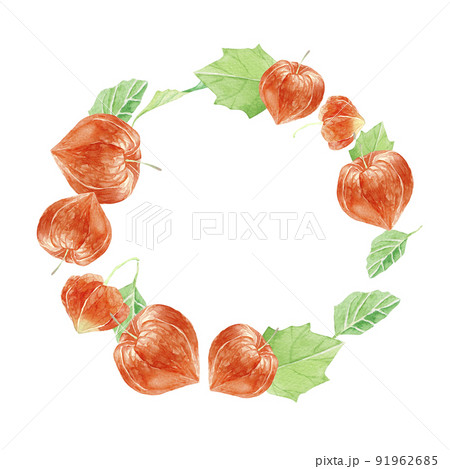 ほおずきのイラスト素材集 ピクスタ